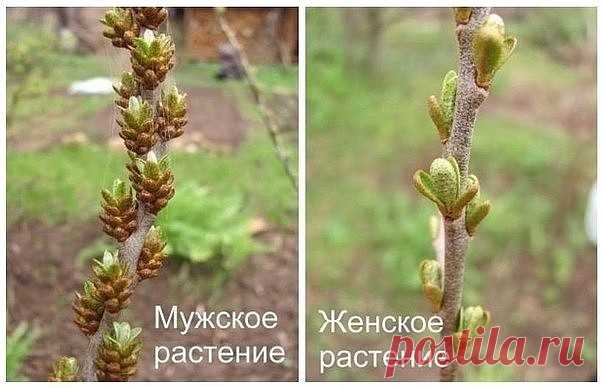 Одноклассники