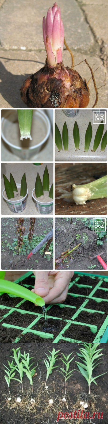 Как пересадить и размножить лилию в саду – пошаговый мастер-класс с фото