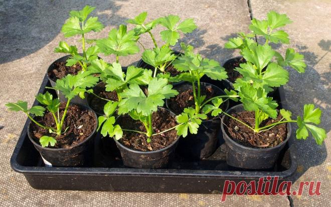 Сельдерей: хитрости январского посева | 6 соток