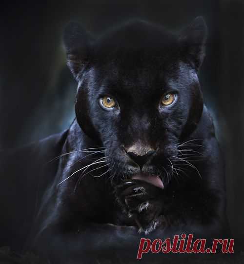 (+1) тема - Удивительный мир животных ! "Я самый красивый"! | НАУКА И ЖИЗНЬ