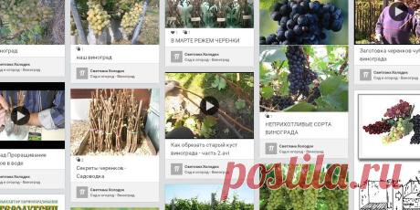 Сад и огород - Виноград | Фотографии и советы опытных дачников на Постиле