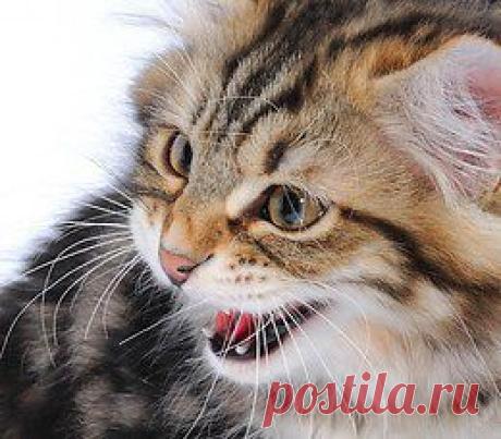 Живая природа
