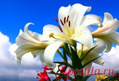 4 СПОСОБА РАЗМНОЖИТЬ ЛИЛИИ