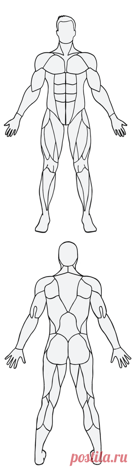 MuscleWiki