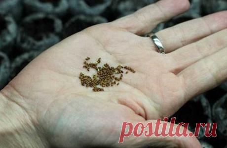 Семена сажаем в кипяток , многие скажут абсурд но не спешите критиковать этот способ, просто попробуйте.

"Как-то меня научили сажать сельдерей в кипяток. Всходы получились хорошие, и был хороший урожай сельдерея. Следующей весной посадил так базилик, лук порей и цветную капусту, а потом решил так же сажать цветы.

Сначала петунии, затем львиный зев и анютины глазки. Всходы получились хорошие. Теперь все цветы сажаю так.

Вот как я делаю: землю в пластиковом контейнере (24...