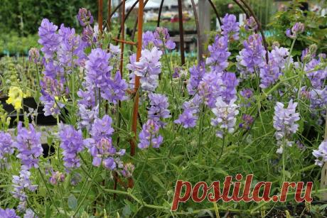 В ВЕСЕННЕМ САДУ / ЦВЕТЫ / ФОТОГАЛЕРЕЯ.