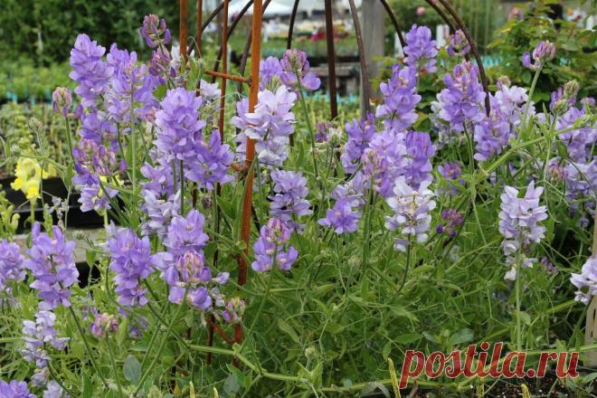 В ВЕСЕННЕМ САДУ / ЦВЕТЫ / ФОТОГАЛЕРЕЯ.