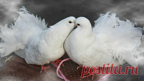 Викторина, игра, конкурс или... романтическое шоу