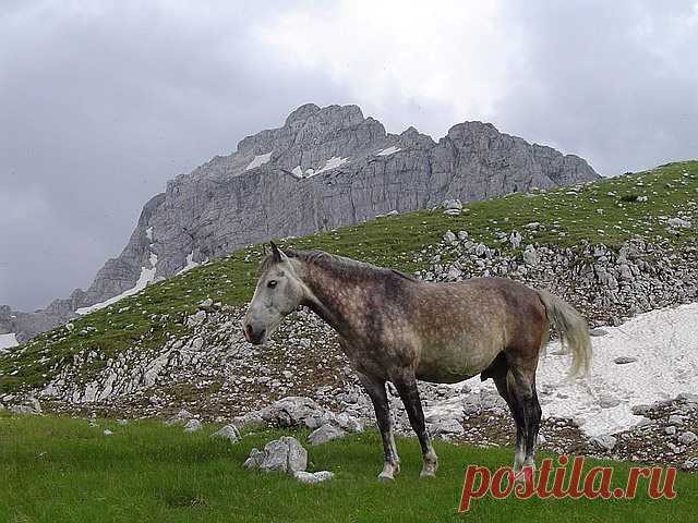 Фејсбук
Beautiful scenery of Gornja Alisnica Valley with horse and Bezimeni Vrh (No Name Peak, 2487 m). View from place 20 minutes till reaching them summit of Planinica (2330 m). July 2005.