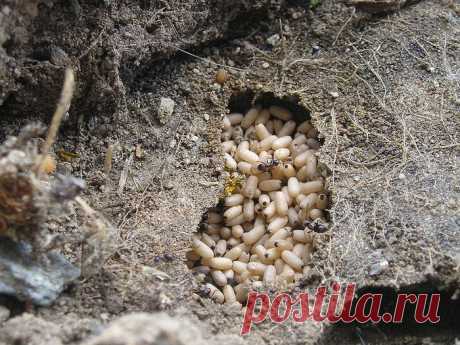 Муравьи на огороде: способы избавления