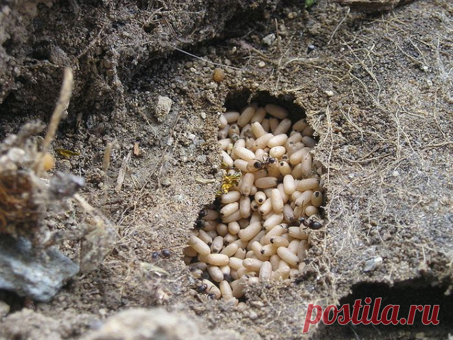 Муравьи на огороде: способы избавления