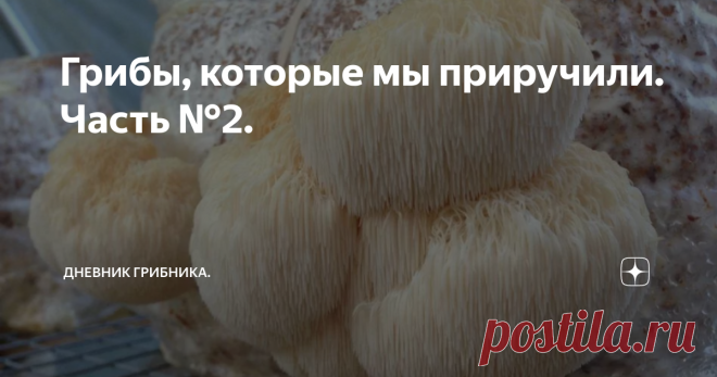 Грибы, которые мы приручили. Часть №2. Трюфель черный.
Искусственным образом трюфели стали выращиваться во Франции только в XIX веке. Тогда существовали целые «трюфельные леса» в каждом регионе страны.
Люди, занимавшиеся таким кропотливым делом, как выращивание трюфелей, утверждают, что для полного созревания плодовых тел затрачивается в среднем шесть лет. Почва дает урожай в течение 30-35 лет в среднем. После 1-й Мировой войны