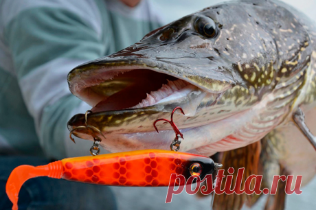 Ловись, щука, большая!