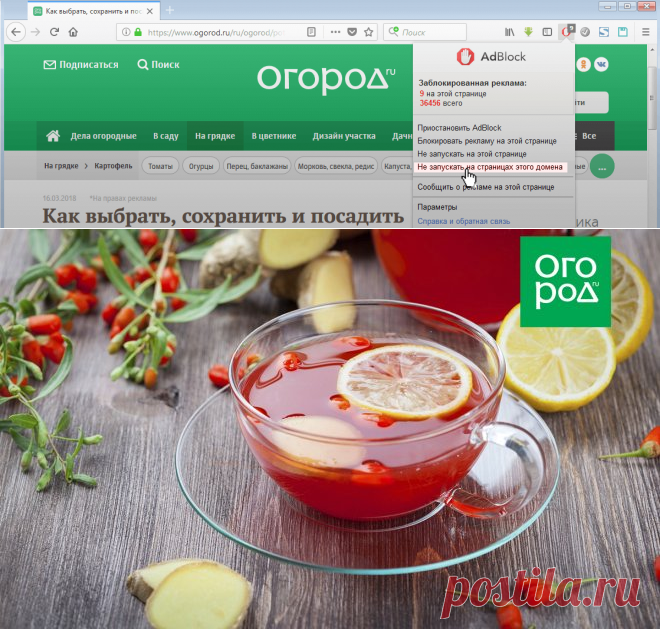 Какие травы и ягоды помогут при первых симптомах простуды | Дачная кухня (Огород.ru)