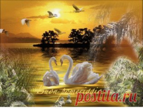 Лебединой верности...