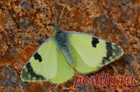 Белянка Euchloe charlonia

Fuerteventura

Автор фото: #Pablo_MDS
