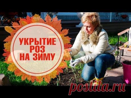 Розы уход обрезка укрытие и подготовка к зимовке 🌺 Как правильно сделать сухое укрытие? - YouTube
