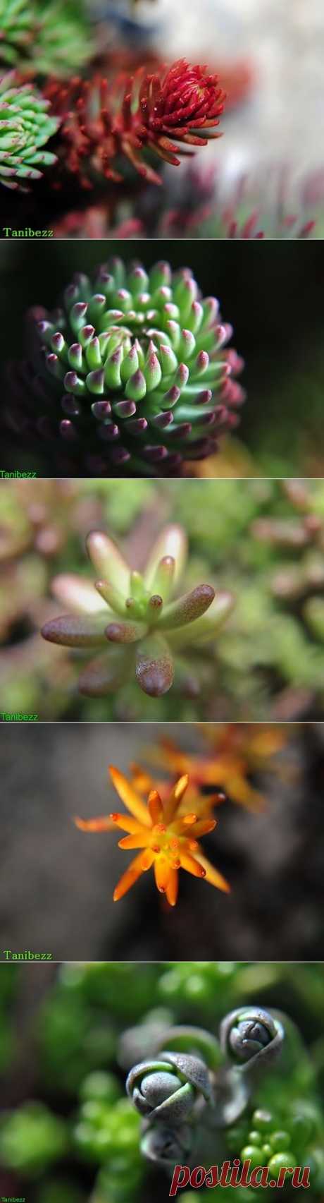 Художественные фото очитков - Imago Garden