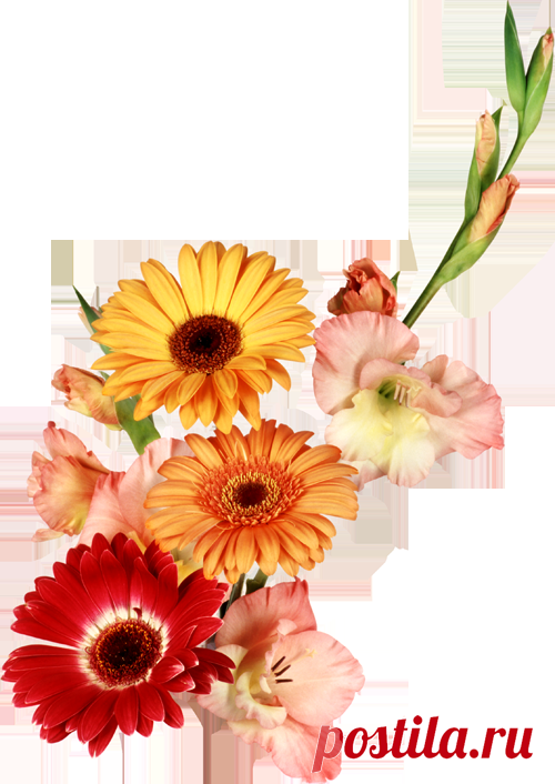 ЦВЕТЫ ДЛЯ ВАС + КОД (ГЛАДИОЛУСЫ)