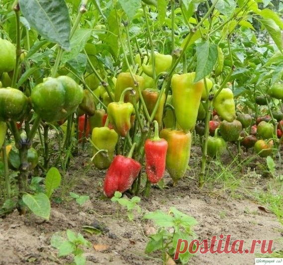 Bыpaщивaниe пepцa – щeдpый уpoжaй c кaждoгo куcтa!