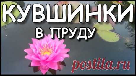 Кувшинки. Оформление пруда на даче. Водяная лилия, кувшинка обворожительное водное растение, привлекательный постоялец дачных ландшафтов, имеющий неземную красоту. 
----------------------------------
 Используя для посадки водных растений разнообразные контейнеры, не забывайте, что в воде их очень хорошо видно. Поэтому, дополнительно декорируйте их гравием или галькой.
----------------------------------
 Рельеф дна лучше сделать ступенями. Следует учесть высоту емкости, гд...