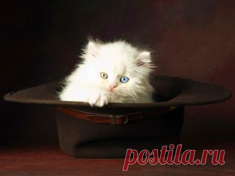 wallpapers_cats_368a.jpg (1024×768)