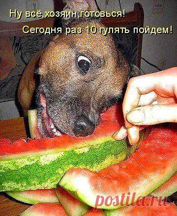 Арбуз - это хорошо......