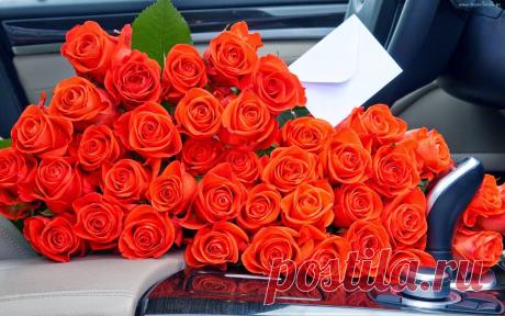 плекасты. видео .анимация