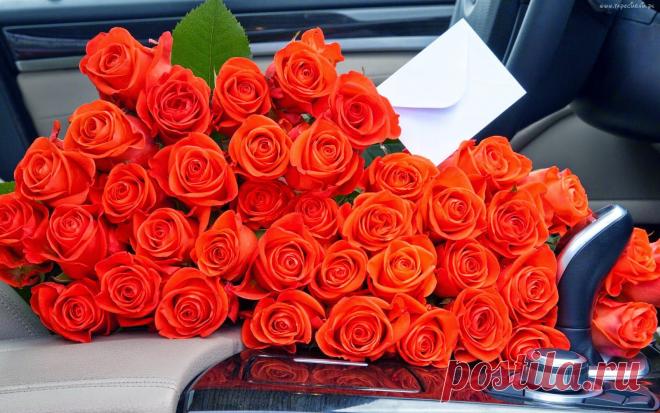 плекасты. видео .анимация