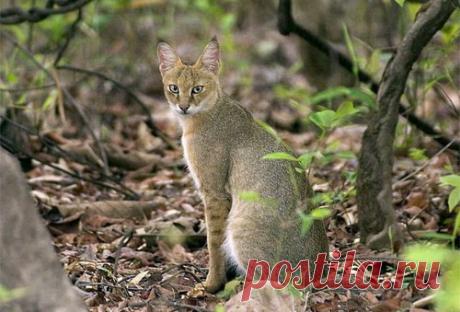 Камышовый кот (Felis chaus) 12 фото - Блог о Кошках Британской Породы