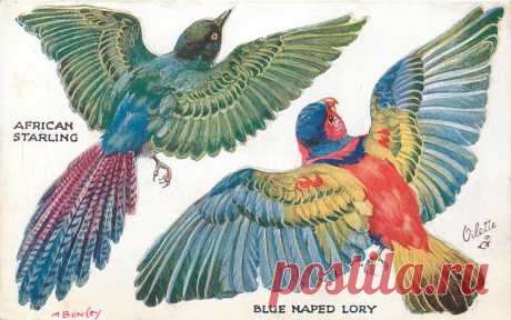 AFRICAN STARLING, BLUE NAPED LORY - TuckDB Postcards
