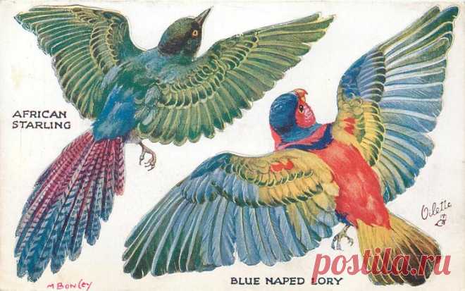 AFRICAN STARLING, BLUE NAPED LORY - TuckDB Postcards