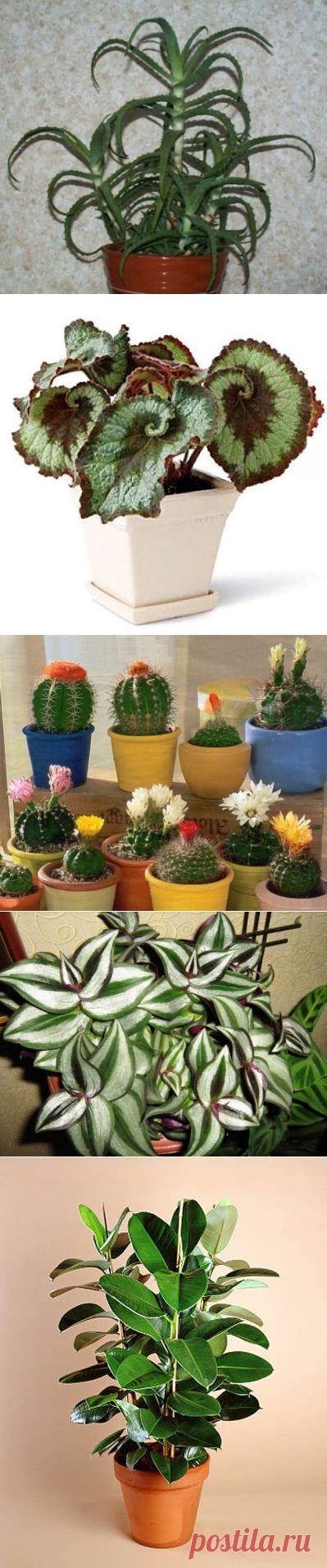 Как создать гармонию в доме с помощью растений? / Домоседы