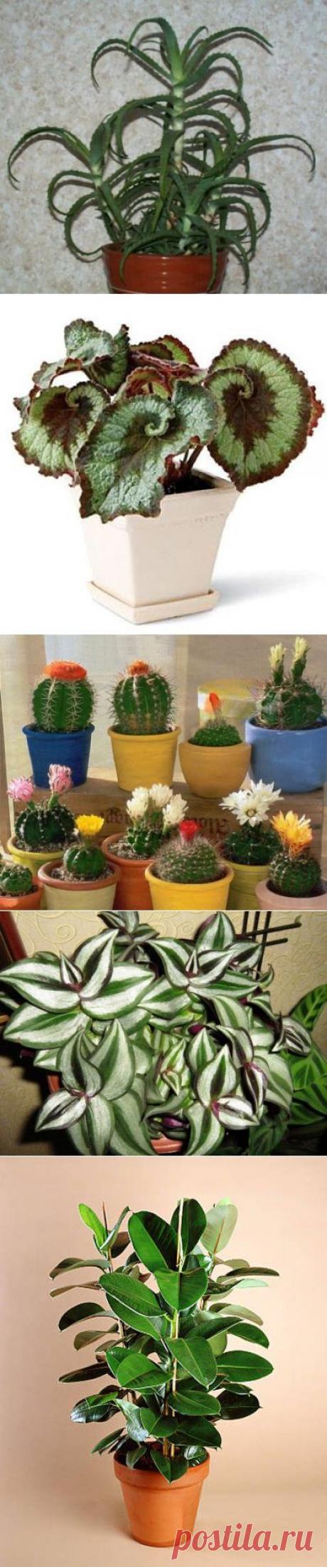 Как создать гармонию в доме с помощью растений? / Домоседы