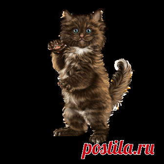 chatons,chats,cat,gato,Katze,katter,kettir,cait,