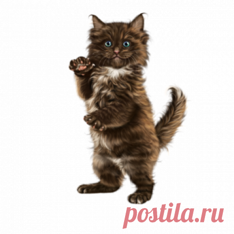 chatons,chats,cat,gato,Katze,katter,kettir,cait,