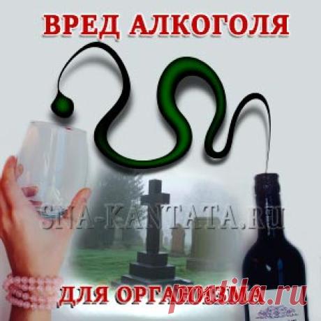 Вред алкоголя для организма