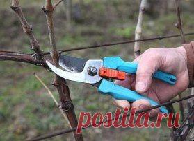 обрезка винограда