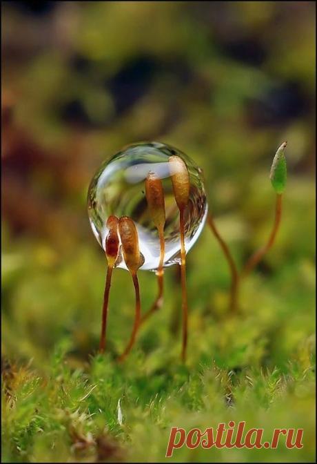 О воде: фантастические фото капель и не менее фантастические факты