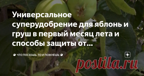 Универсальное суперудобрение для яблонь и груш в первый месяц лета и способы защиты от вредителей для всех семечковых. Сейчас видна завязь на деревьях, и нам понятно, будет ли урожай, есть ли над чем трудиться.
Известно, что здоровые, хорошо развивающиеся растения меньше поражаются и болезнями и вредителями. Самое время подкормить наши деревья.
Чем кормить семечковые?  Непременно позаботимся о том, чтобы в приствольных кругах была мульча из перегноя или компоста. На 1 квад...