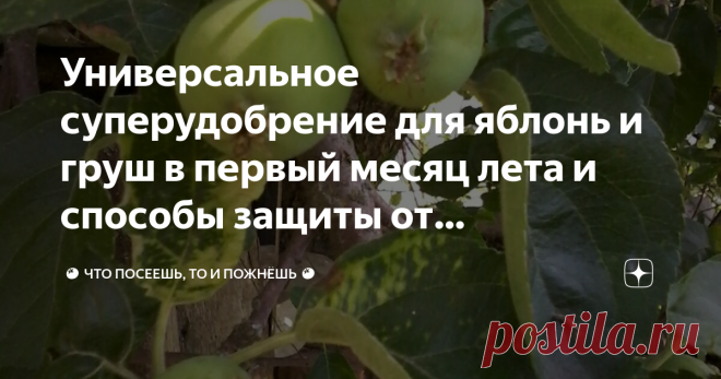 Универсальное суперудобрение для яблонь и груш в первый месяц лета и способы защиты от вредителей для всех семечковых. Сейчас видна завязь на деревьях, и нам понятно, будет ли урожай, есть ли над чем трудиться.
Известно, что здоровые, хорошо развивающиеся растения меньше поражаются и болезнями и вредителями. Самое время подкормить наши деревья.
Чем кормить семечковые?  Непременно позаботимся о том, чтобы в приствольных кругах была мульча из перегноя или компоста. На 1 квад...