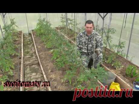 Что делать с томатами  и перцами в холодную весну