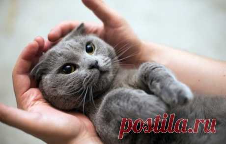 7 причин, почему кошки просятся на руки