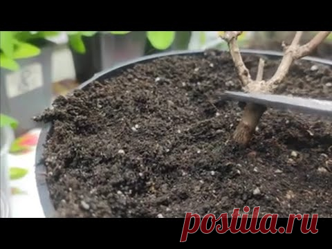 Обрезка молодого саженца метельчатой гортензии.Черенкование гортензии 🌿🌿 зелёными черенками