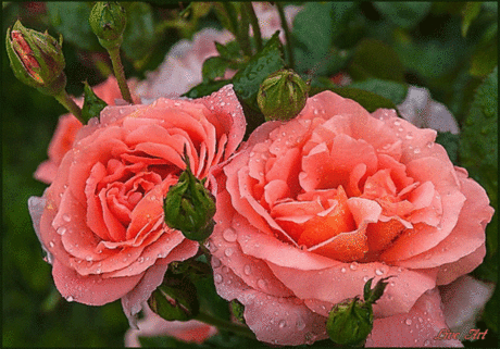 Архив открыток отправленных 24 Ноября 2014 года. Добавили: Светлана Кадочникова, Елена , Марина Семенюк, Yaroslav Bagan, Мечта Laiv, Света Невмержицкая, Таша Ташка, Валентинка Валентин, Вера Прусакова