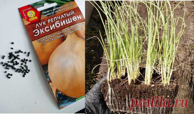 Когда сею лук Эксибишн на рассаду. Что нужно для получения хорошей рассады лука | Klumba-plus | Яндекс Дзен