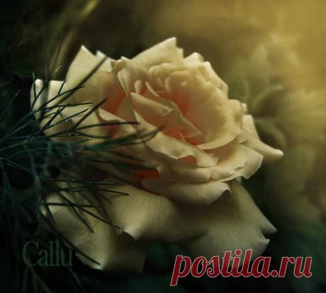 роза