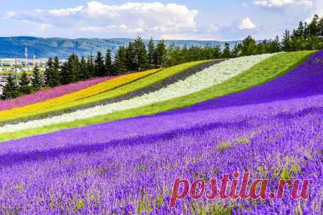 bardun - landscapes 2 - japanese flower field