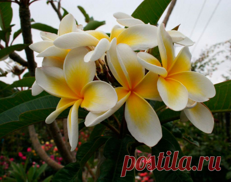 Комнатное растение Плумерия (Plumeria). Плумерия - редкое в комнатной культуре субтропическое растение. Чаще всего встречается плумерия красная (P.rubra) с цветками различной окраски. В природе плумерия - кустарник, поэтому для выращивания дома ей необходим объемный горшок. Высота растения может достигнуть 2 м. Выращивают плумерию ради крупных верхушечных соцветий, хотя длинные листья, заостренные на концах, смотрятся также весьма декоративно. Цветки пятилепестковые, крупные - белые или розовые.