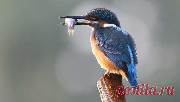 Обыкновенный зимородок с добычей. Автор фото – Konstantin Slobodchuk: nat-geo.ru/community/user/115803 Вкусного завтрака и хорошего дня!